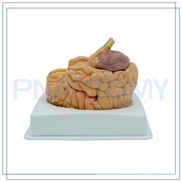 PNT-0617 grandeur nature médicale modèle de cerveau humain doux